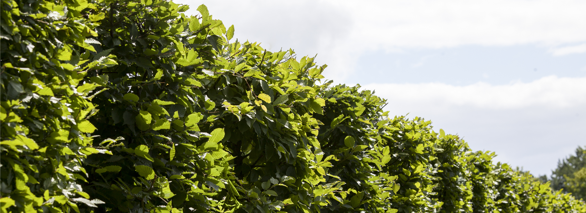 Carpinus betulus 'Frans Fontaine'