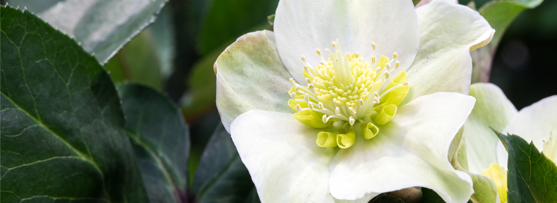 Helleborus x ericsmithii 'HGC Shooting Star'®