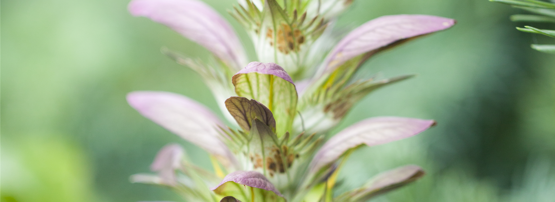 Acanthus hungaricus