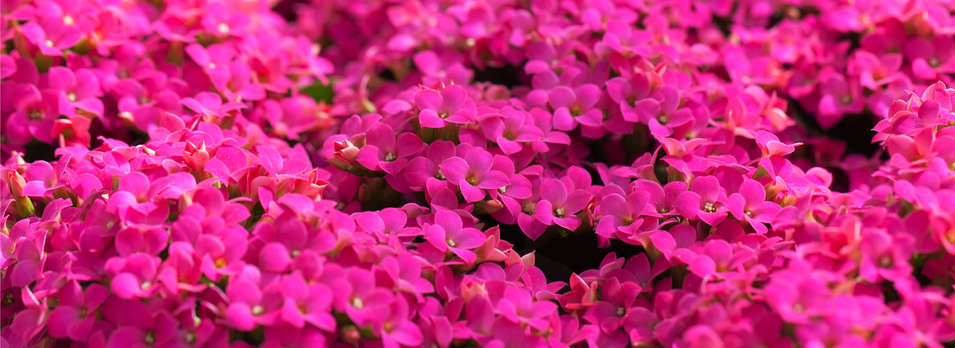 Kalanchoe blossfeldiana 'Poseidon'