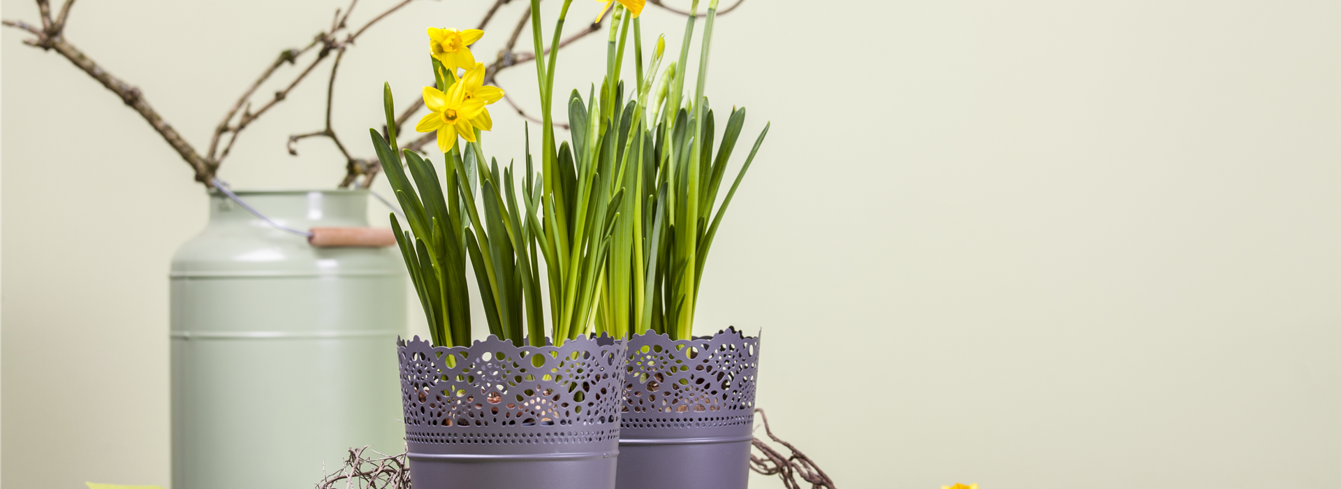 Narcissus, großkronig