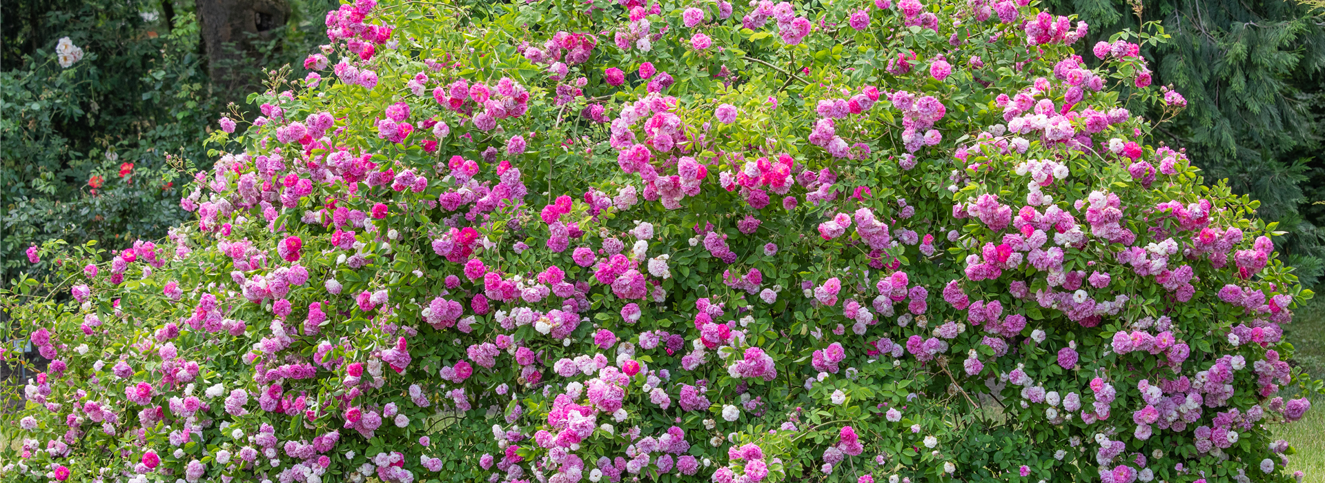 Wildrose
