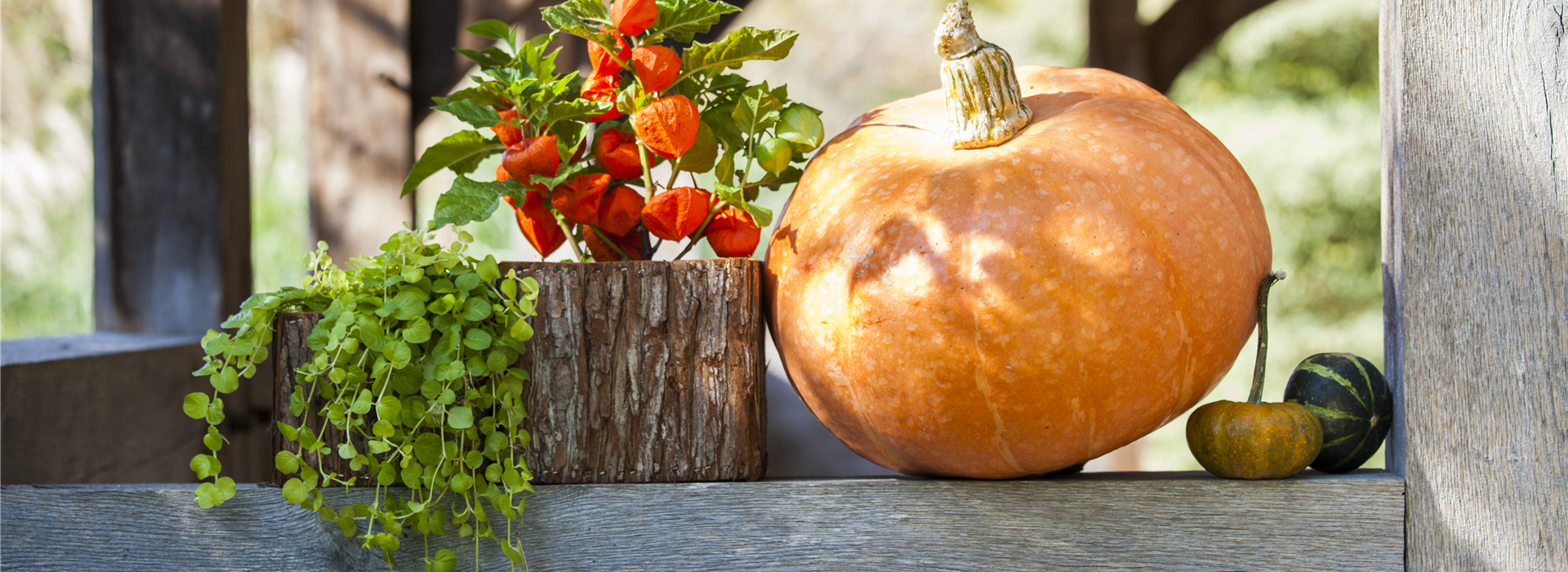 Cucurbita maxima