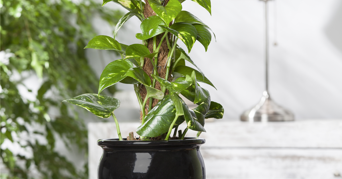 Efeutute am Moosstab, Epipremnum aureum - Seebauer