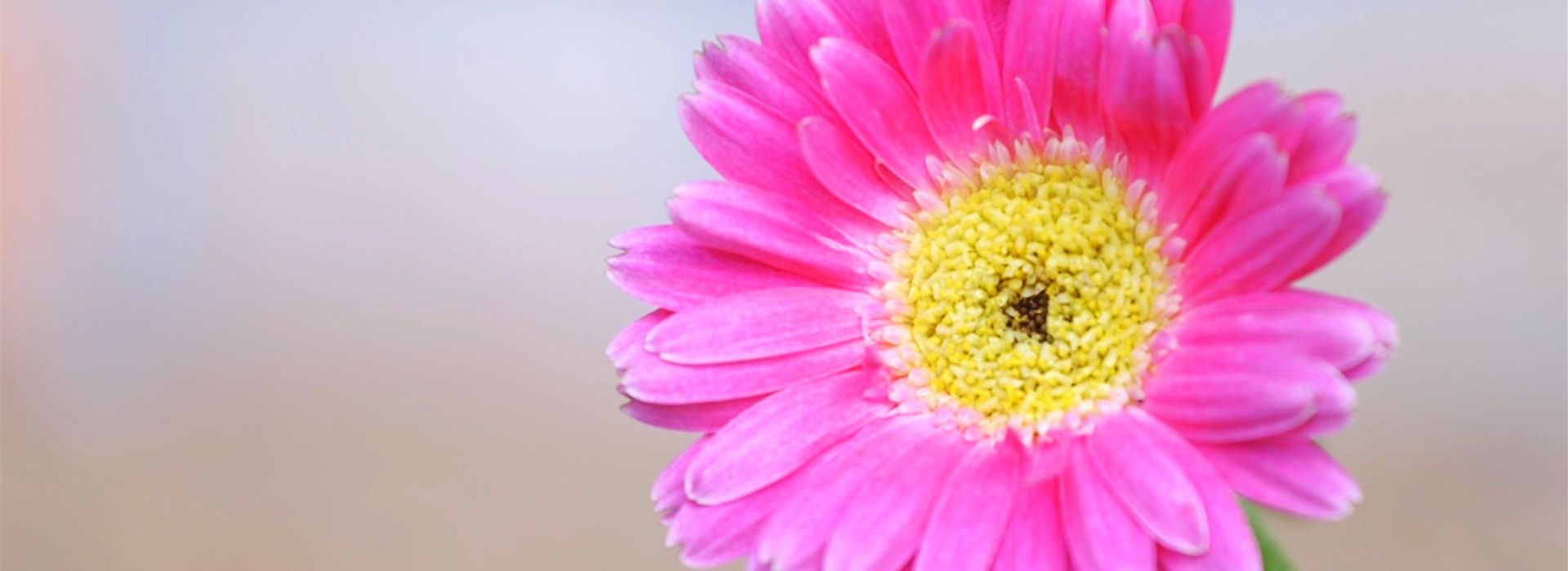 Gerbera -Einpflanzen im Garten (Thumbnail)