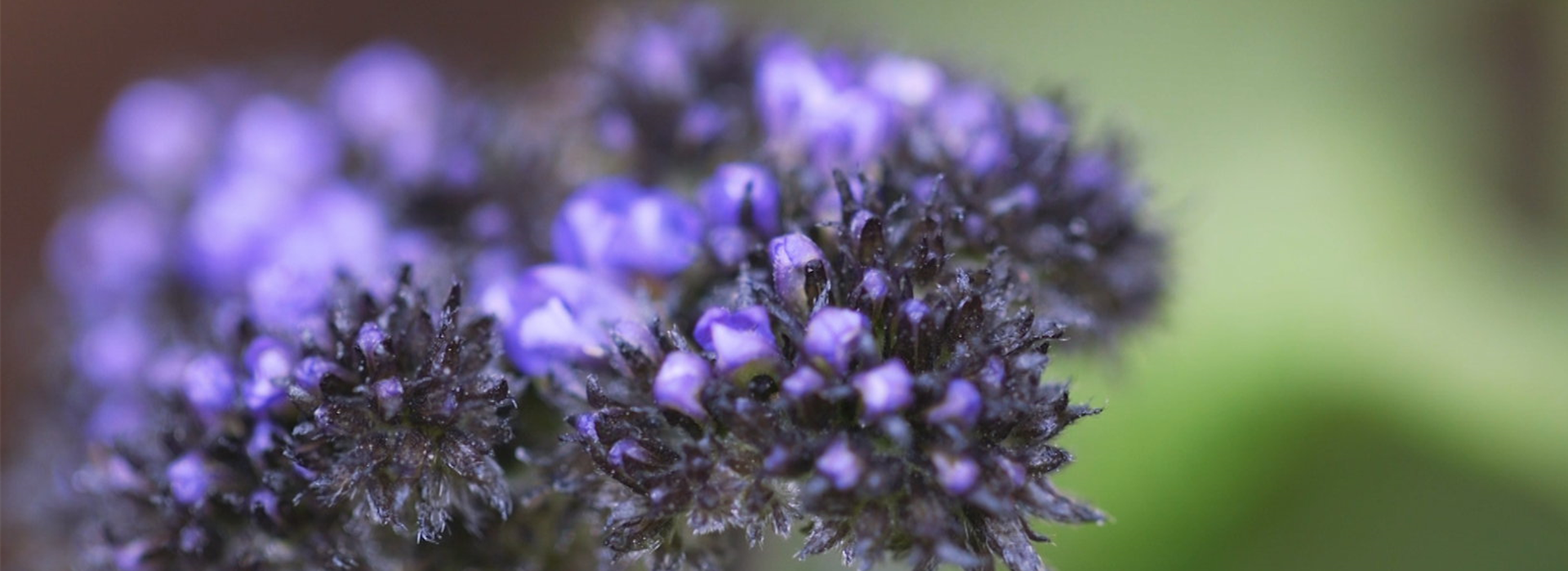 Vanilleblume - Einpflanzen im Garten (thumbnail)