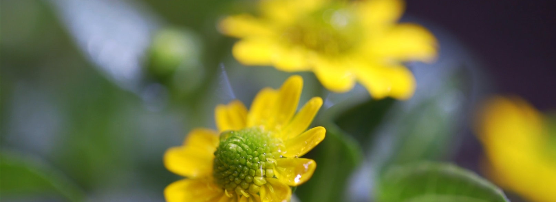Husarenknopf - Einpflanzen im Garten (thumbnail)