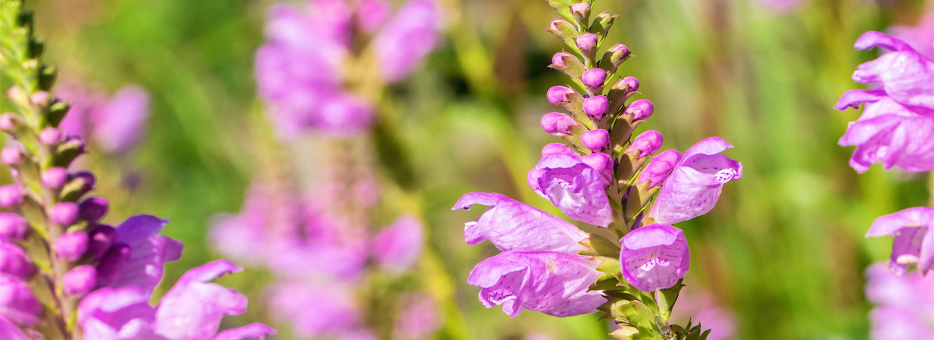 Gelenkblume - Einpflanzen im Garten (thumbnail)