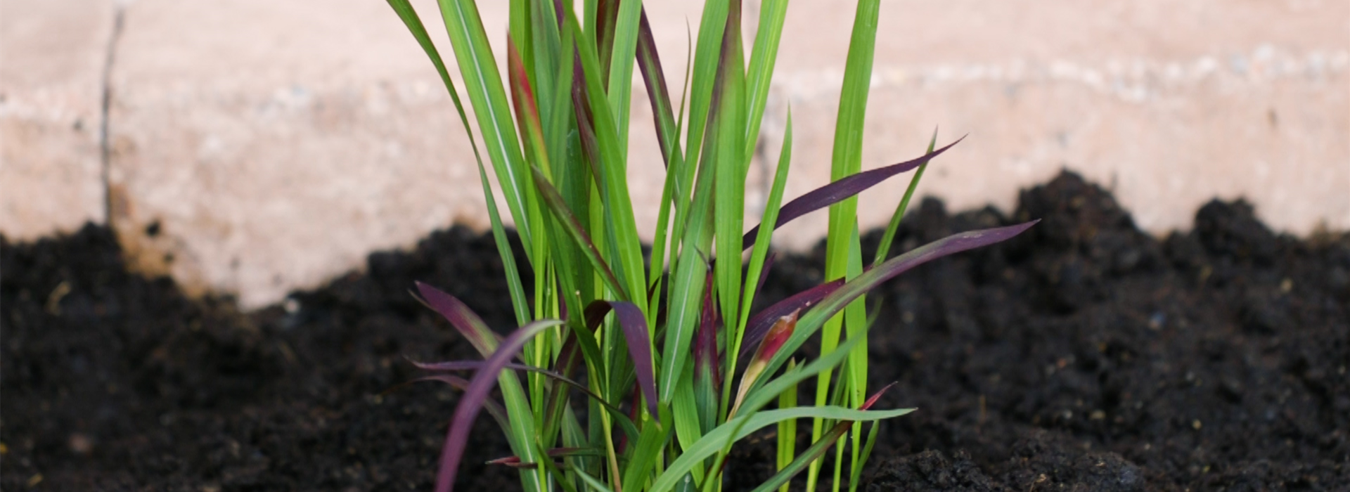 Japanisches Blutgras - Einpflanzen im Garten (thumbnail)
