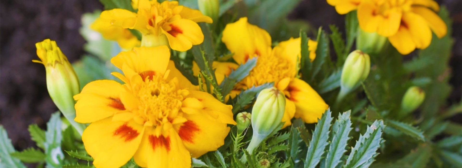 Studentenblume - Einpflanzen im Garten (thumbnail2)