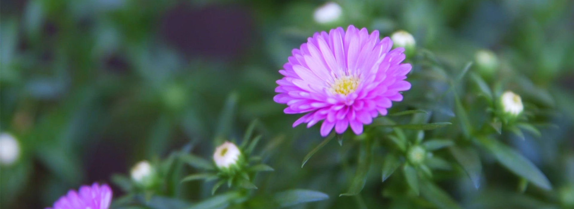 Glattblatt-Astern- Einpflanzen im Garten (thumbnail)