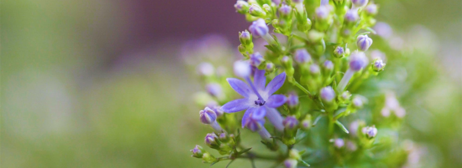 Blaues Halskraut - Einpflanzen im Garten (Thumbnail)