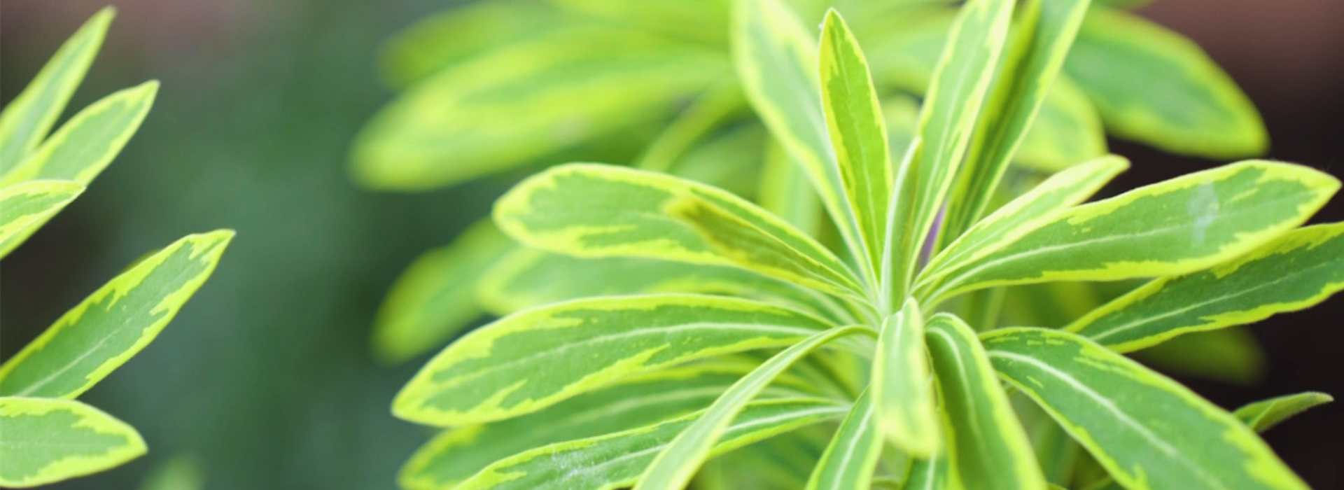 Regenbogen-Wolfspilz - Einpflanzen im Garten (thumbnail)