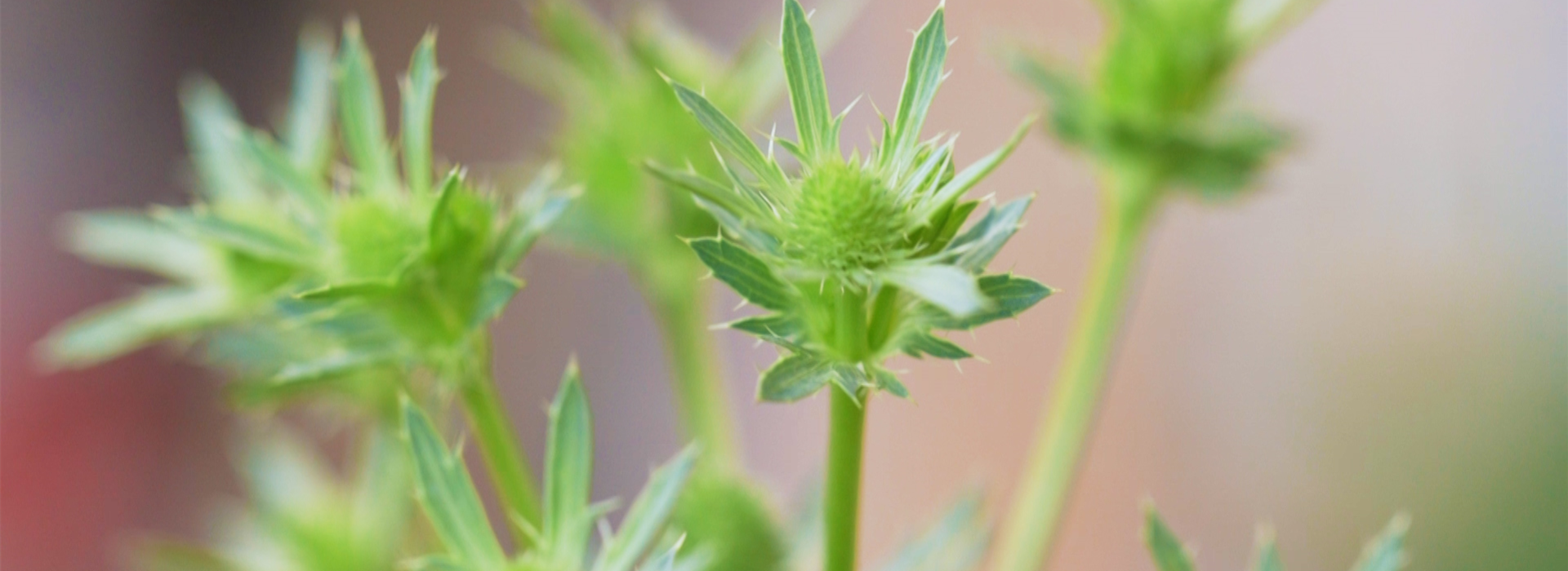 Edeldistel - Einpflanzen im Garten (thumbnail)