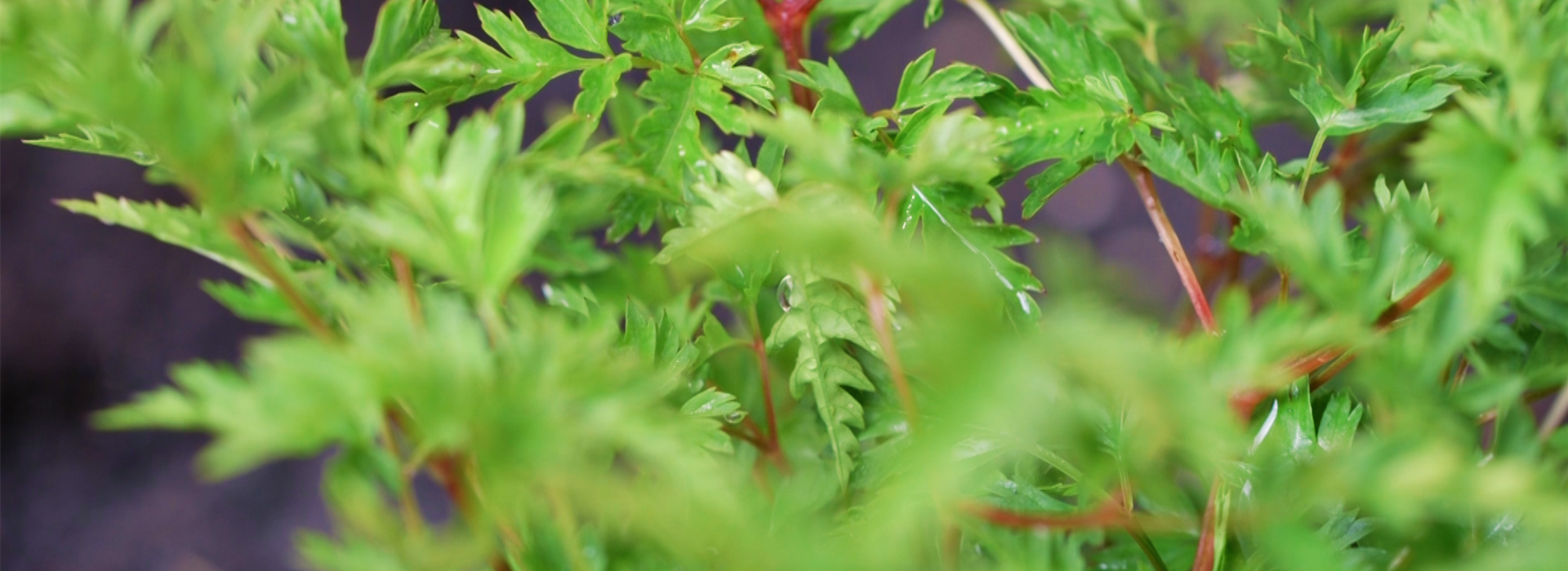 Geißbart - Einpflanzen im Garten (thumbnail)