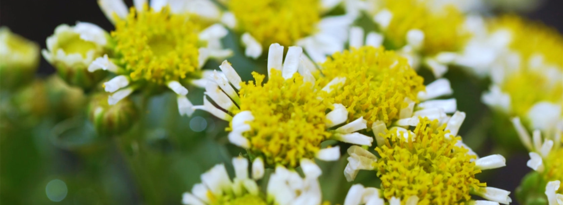 Pazifik-Margerite - Einpflanzen im Garten (thumbnail)