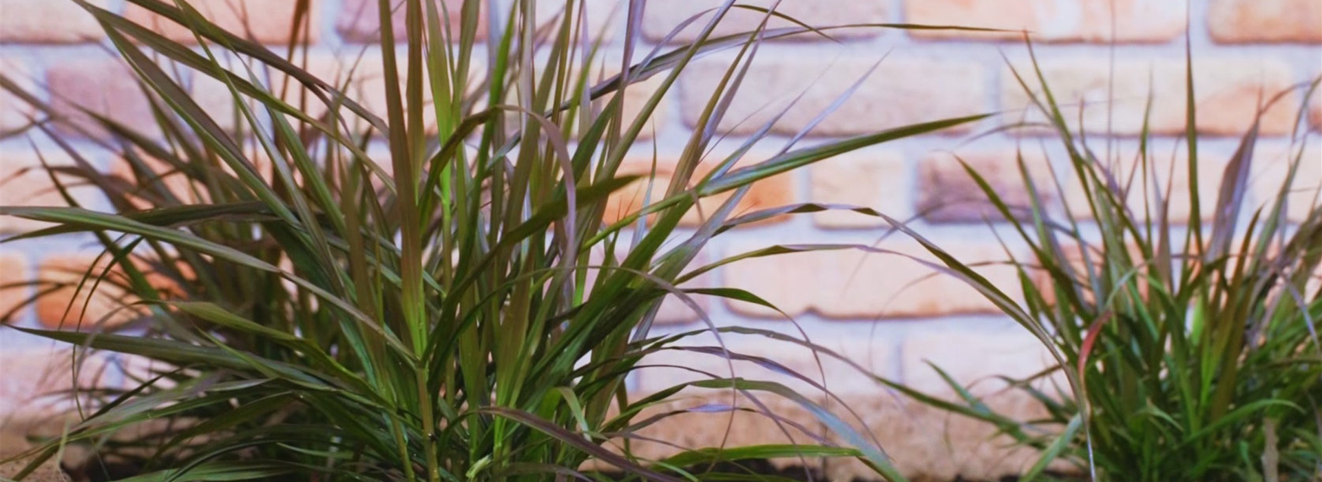 Afrikanisches Lampenputzergras - Einpflanzen im Garten (thumbnail)