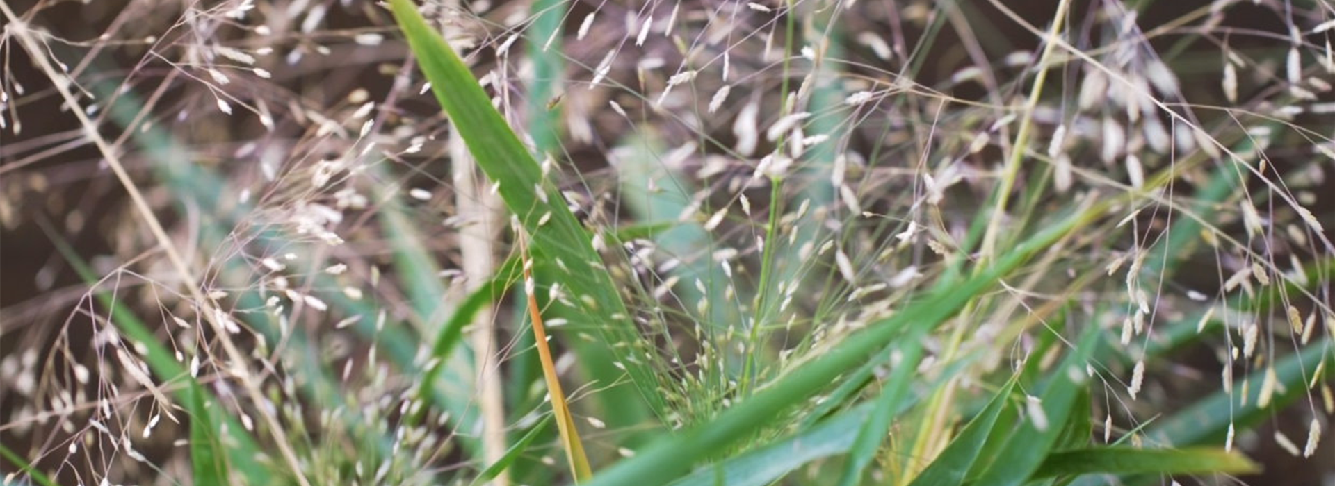 Liebesgras - Einpflanzen im Garten (Thumbnail)