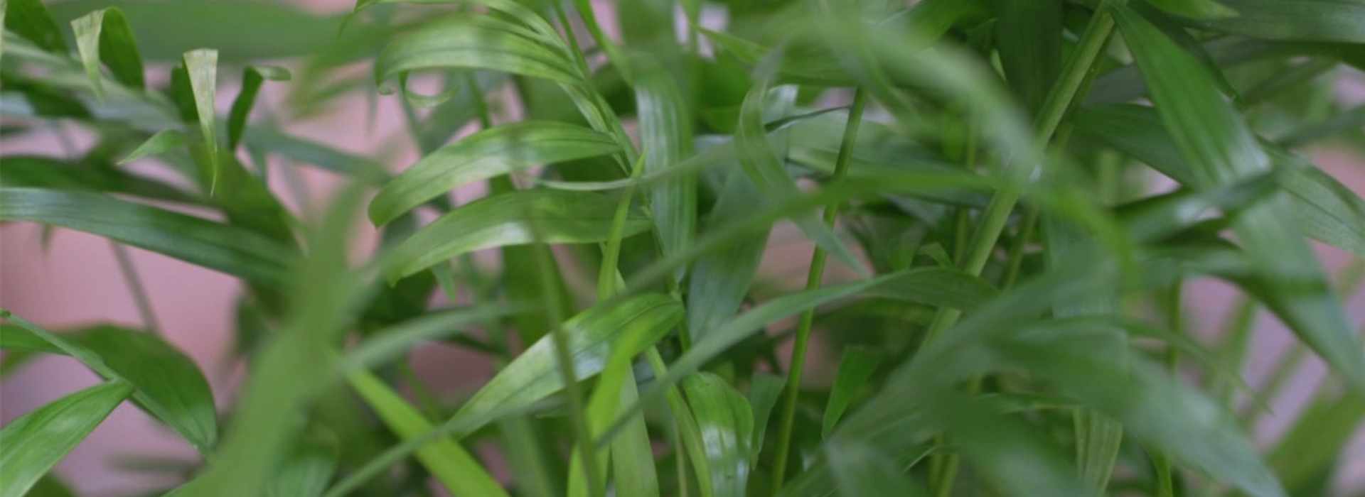 Mexikanische Bergpalme - Umtopfen (thumbnail)