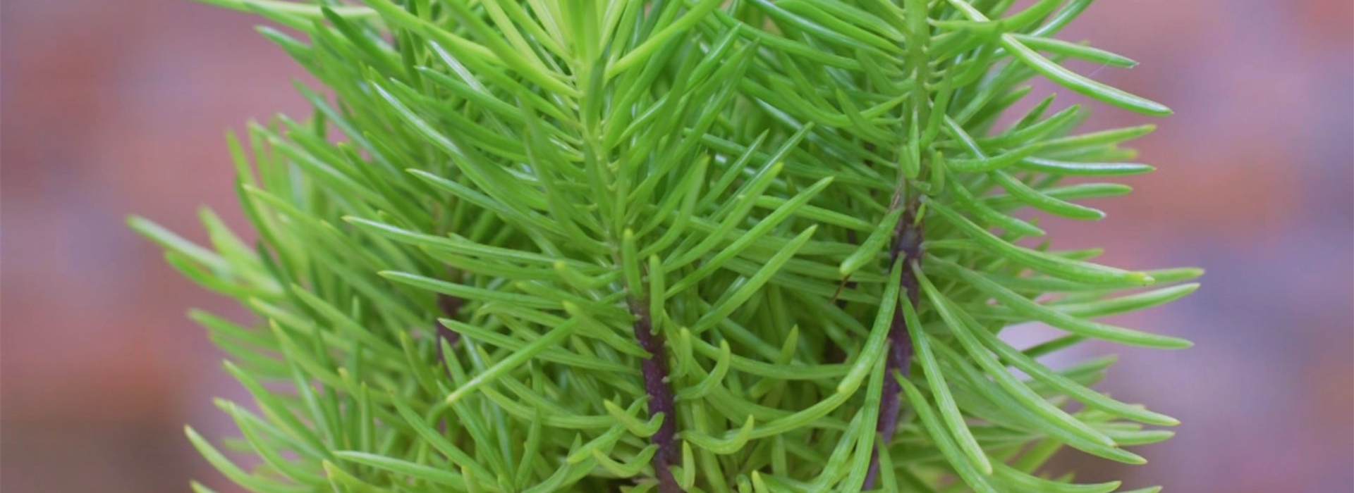 Senecio Himalaya - Umtopfen (Thumbnail)