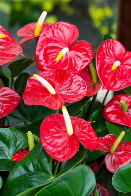 Flamingoblume 'Royal Red Champion'