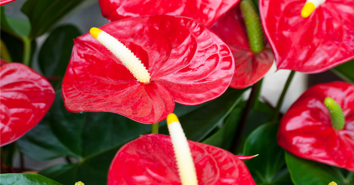 Flamingoblume 'Royal Red Champion', Anthurium andreanum 'Royal Red  Champion' rot - Seebauer