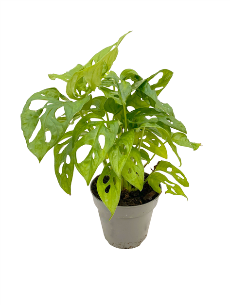Fensterblatt 'Monkey Mask', Monstera adansonii 'Monkey Mask' - Seebauer