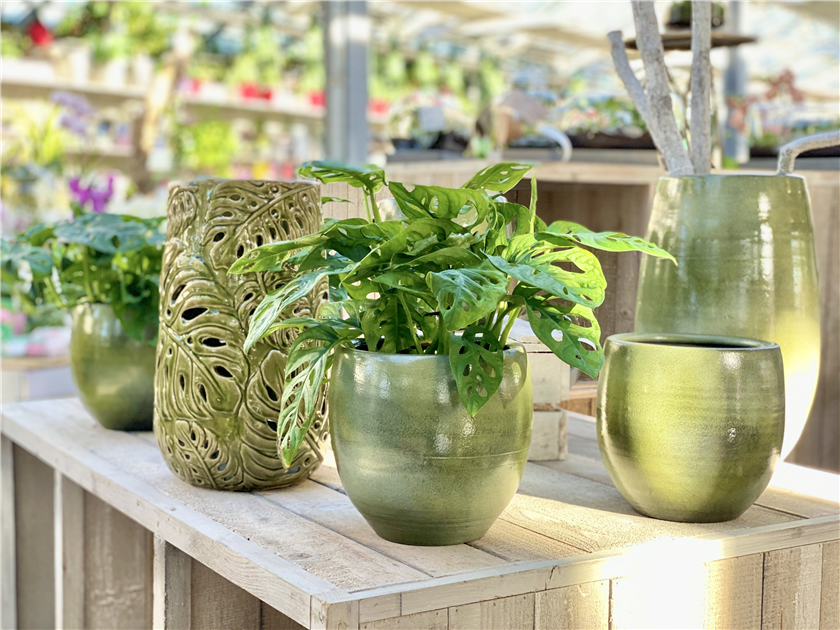 Fensterblatt 'Monkey Mask', Monstera adansonii 'Monkey Mask' - Seebauer