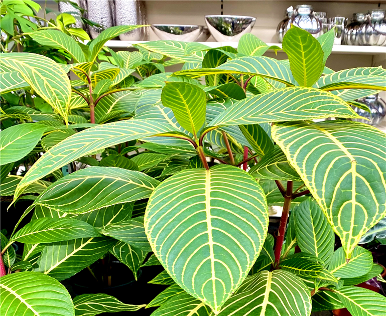 Feuerfinger, Sanchezia speciosa - Seebauer
