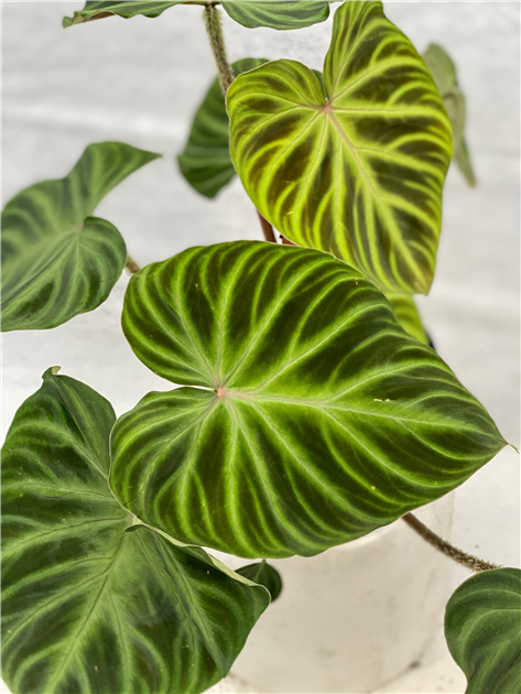 Philodendron - "Seltener Baumfreund", Philodendron verrucosum - Seebauer