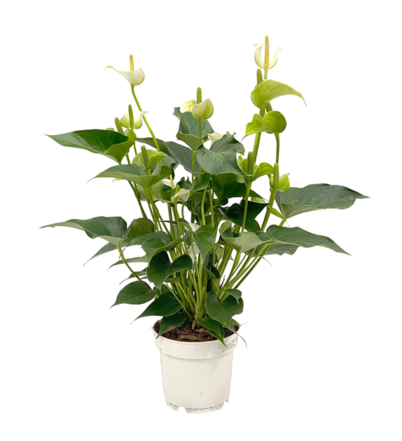 Flamingoblume 'White Champion', Anthurium andreanum 'White Champion' wei -  Seebauer