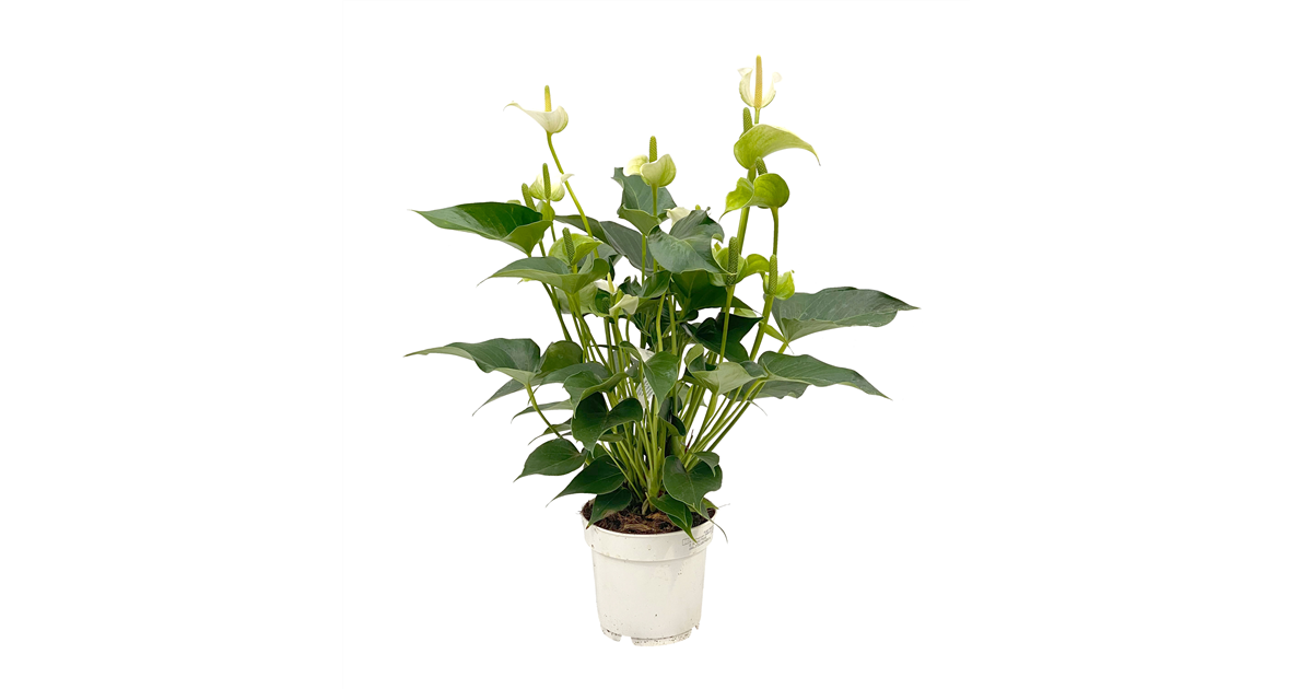 Flamingoblume 'White Champion', Anthurium andreanum 'White Champion' wei -  Seebauer