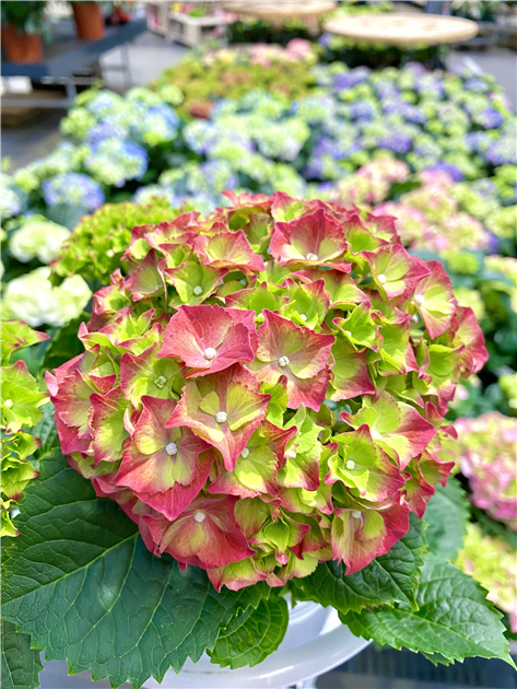 Zimmer-Hortensie, Hydrangea macrophylla - Seebauer