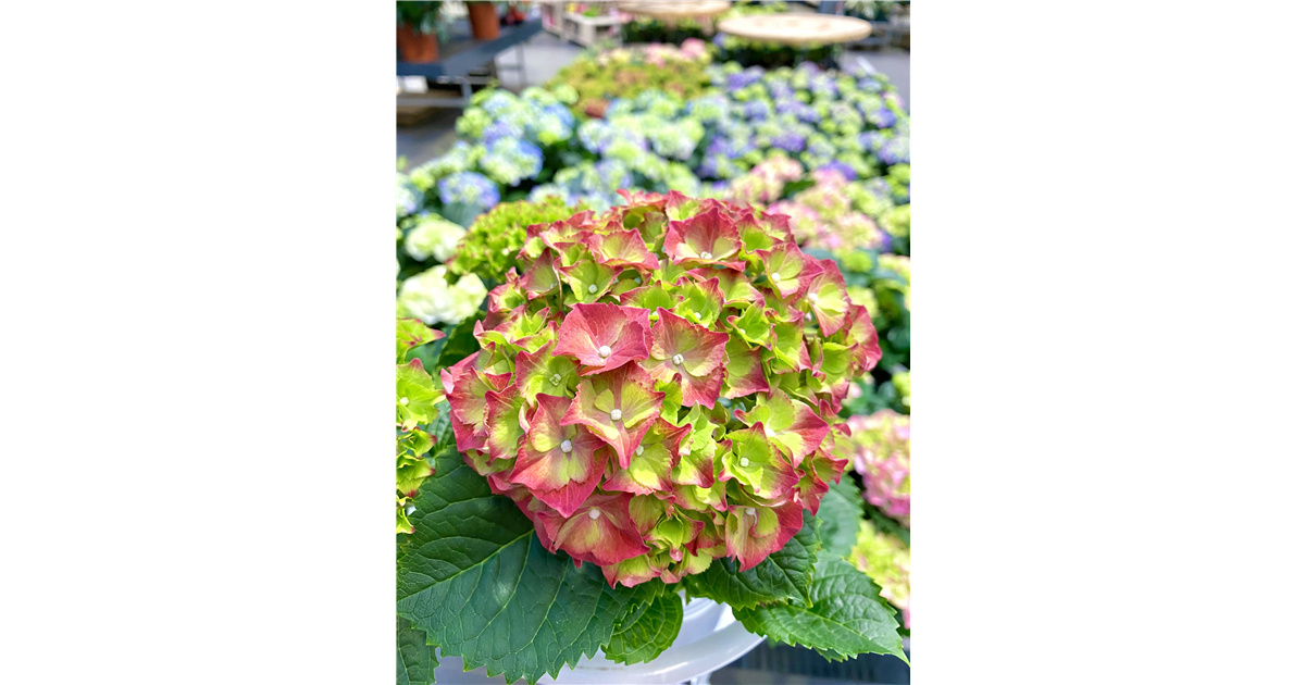 Zimmer-Hortensie, Hydrangea macrophylla - Seebauer
