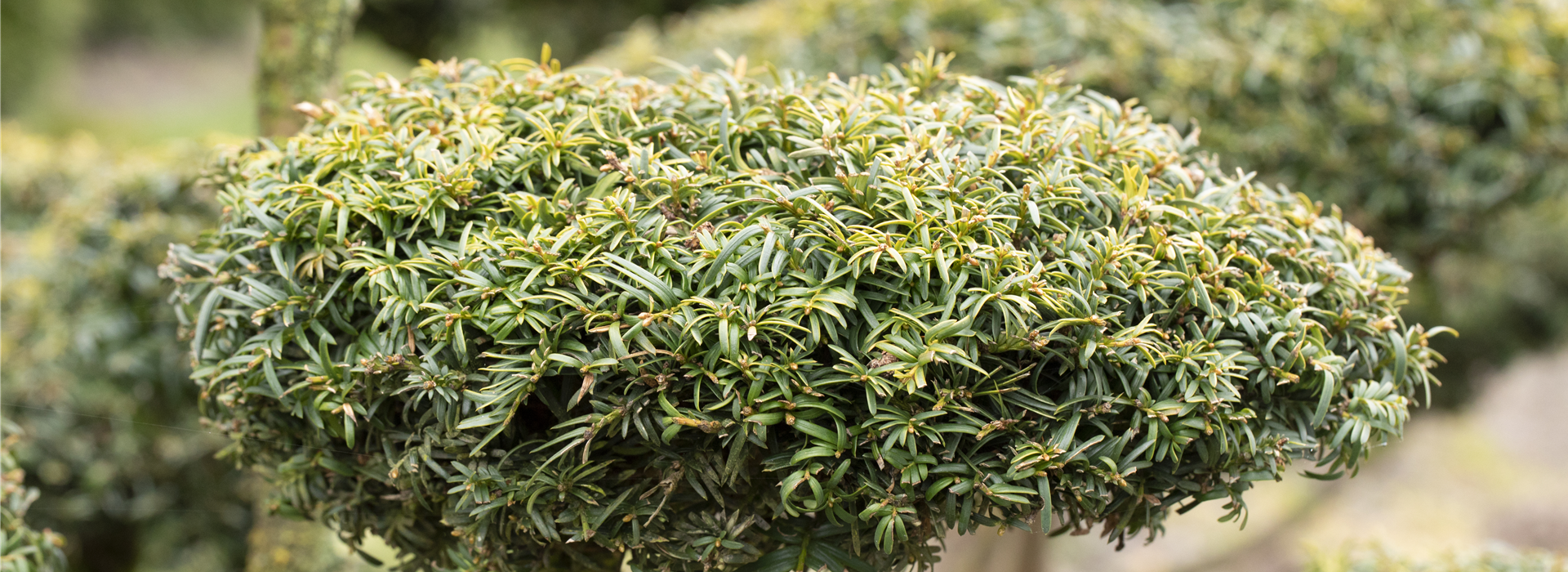 Taxus baccata 'Dovastonii Aurea'