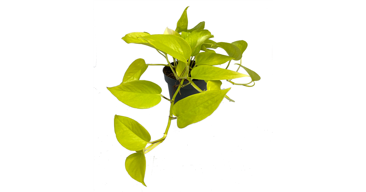 Efeutute 'Golden Pothos', Epipremnum 'Golden Pothos' - Seebauer