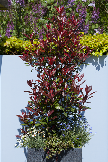 Glanzmispel 'Red Robin'