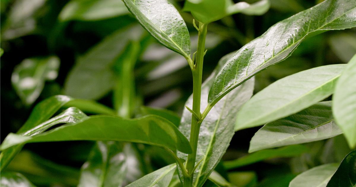 monstera node cutting Variegated Monstera Albo Node (1 Node Cutting) (High Plus+ Variegation) main image 1