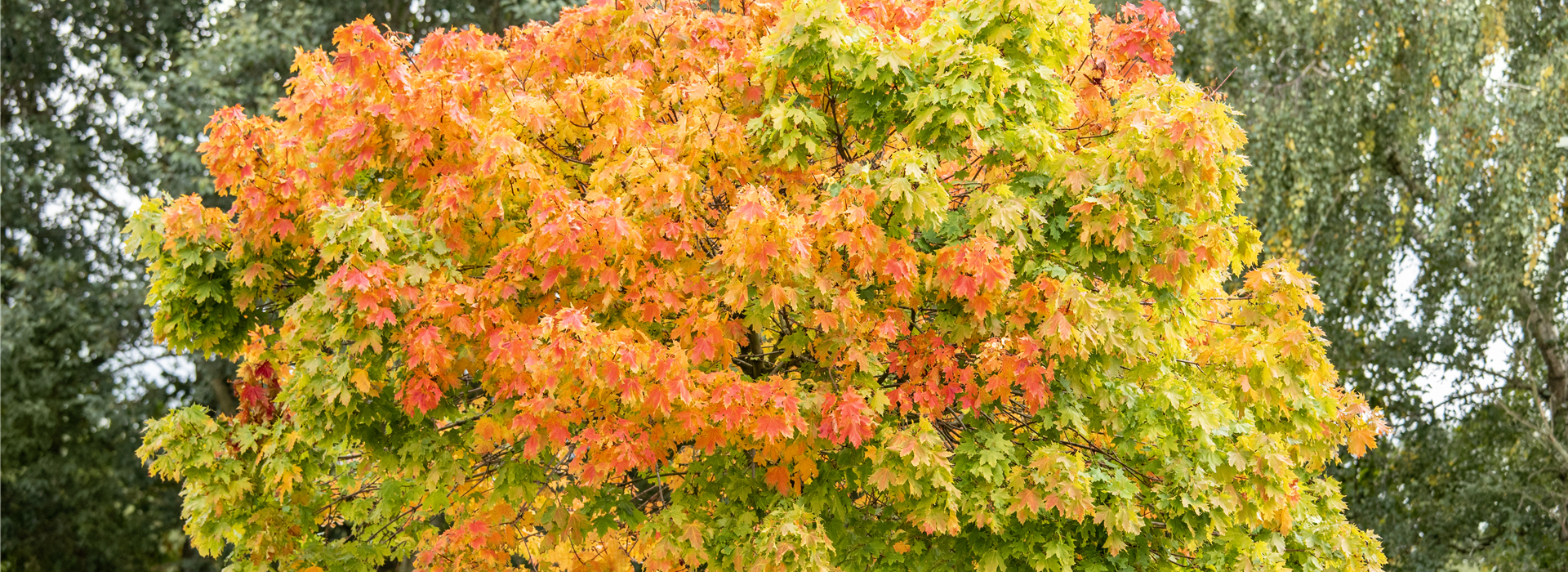 Ahorn in Herbstfärbung
