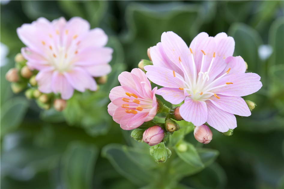 Porzellanblume