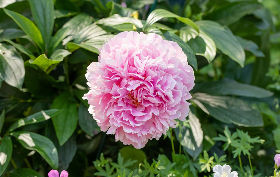 Paeonia lactiflora, rosa