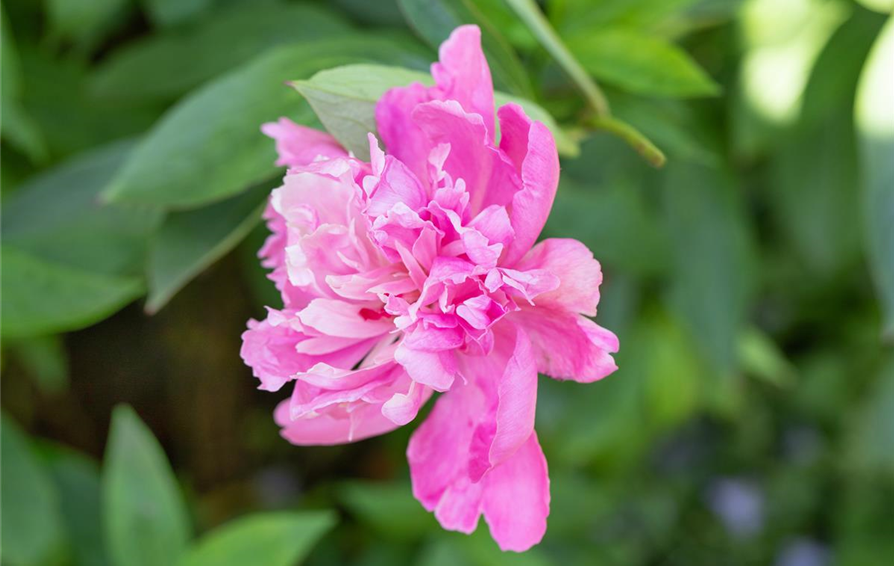 Paeonia lactiflora, rosa