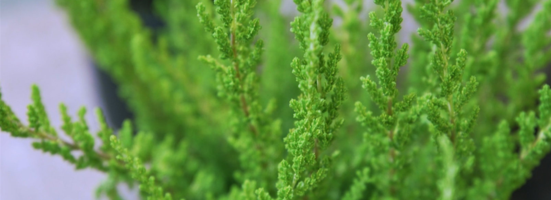 Besenheide - Einpflanzen im Garten (thumbnail)