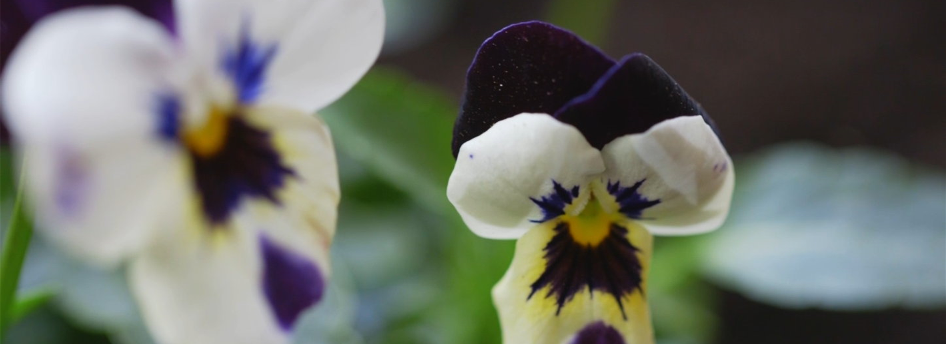 Hornveilchen - Einpflanzen im Garten (thumbnail)