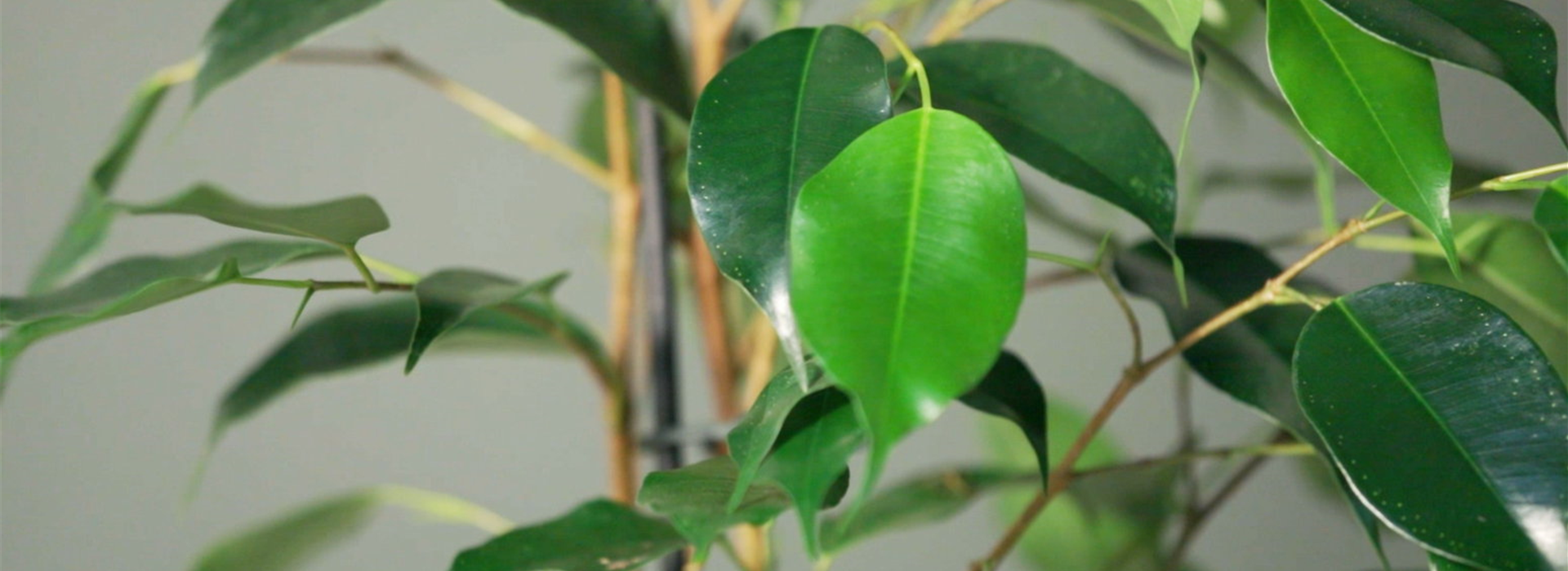 Zimmerpflanzenportrait - Birkenfeige (thumbnail)