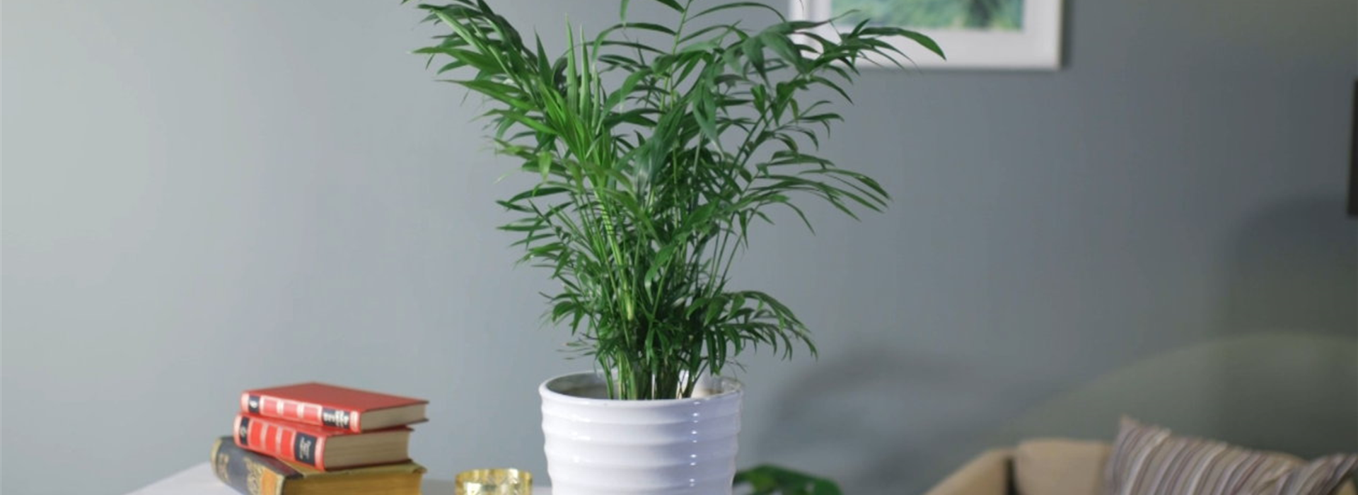 Zimmerpflanzenportrait -Berpalme (Thumbnail)